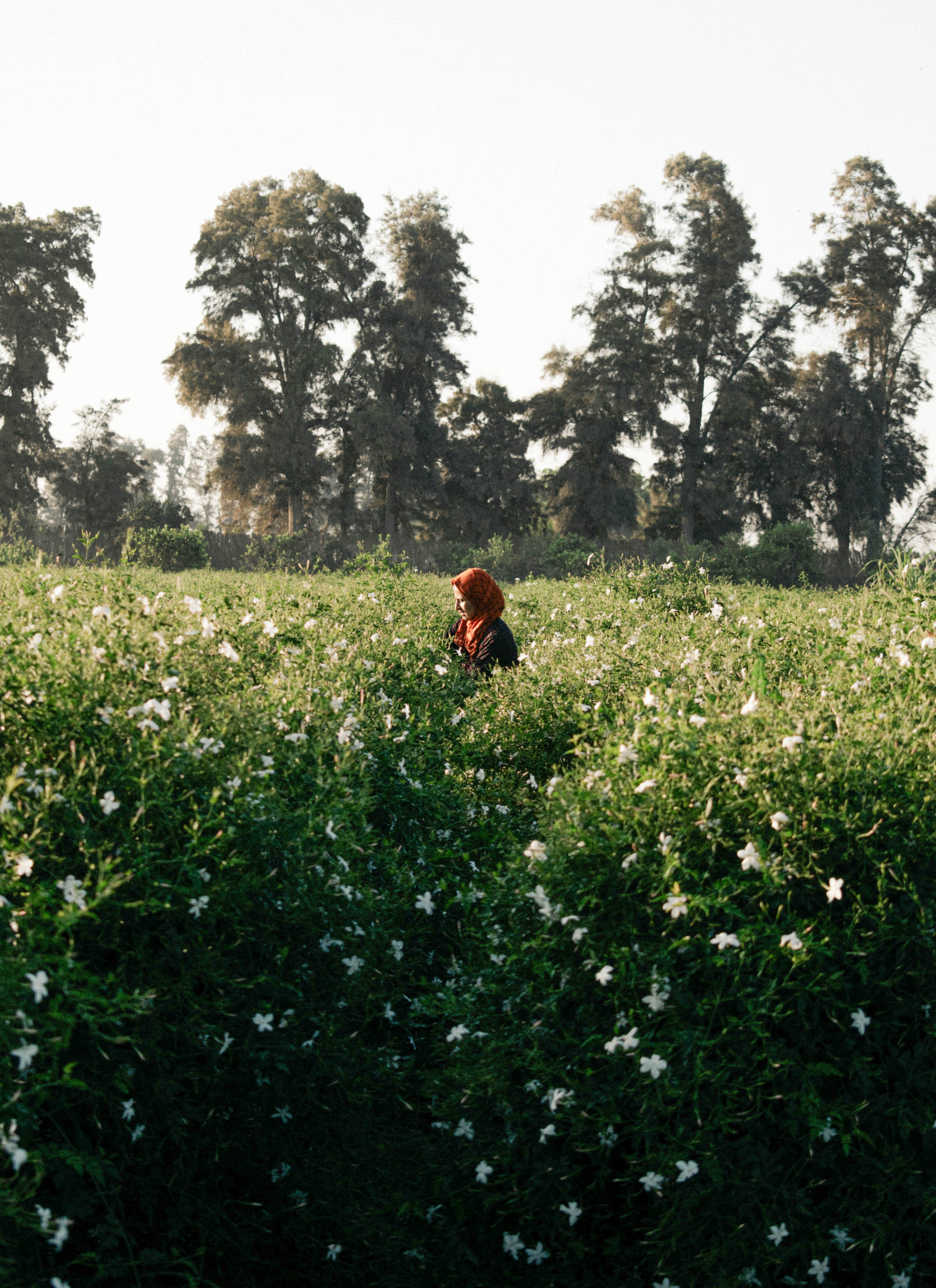 香料植物の収穫風景を示すジャスミン収穫の写真