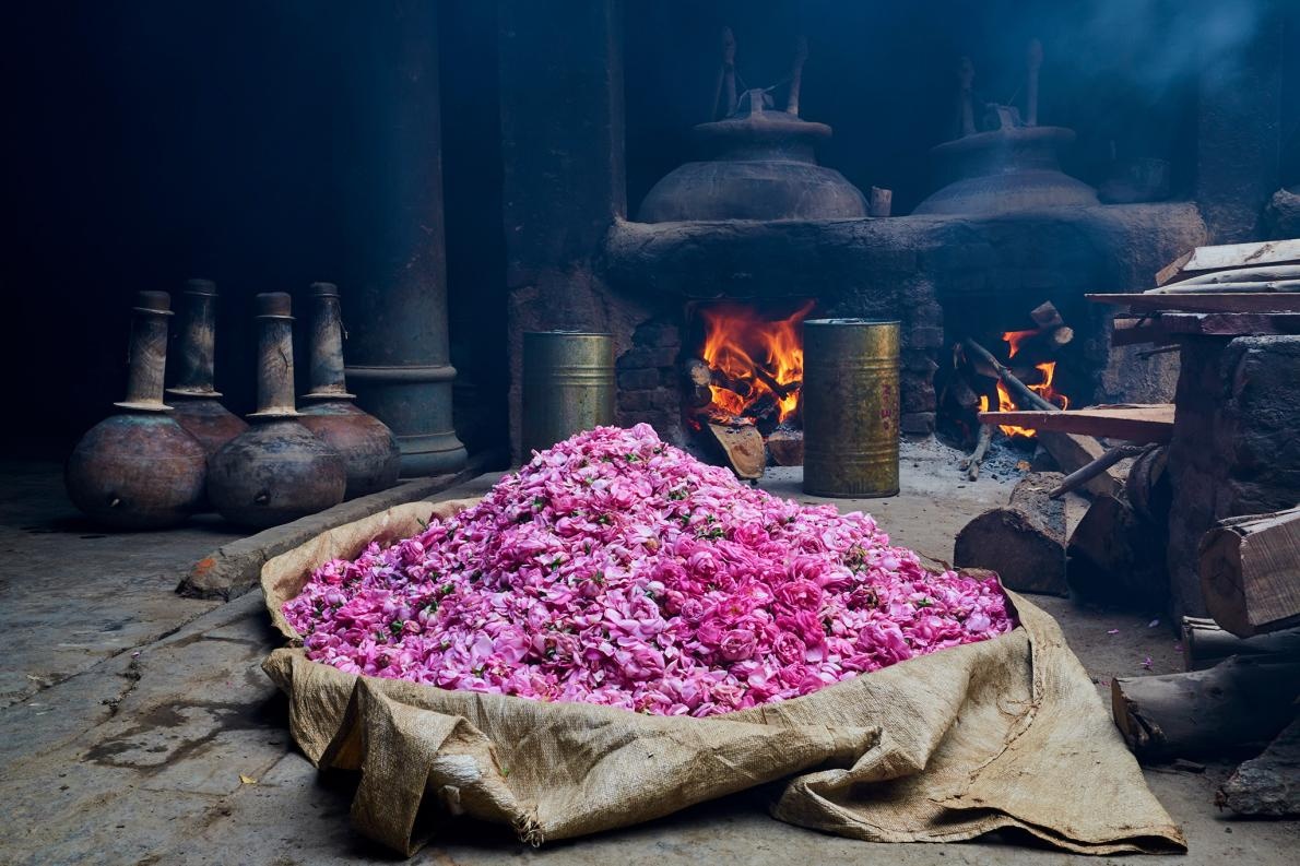 バラを蒸留してローズウォーターを得る工程を示す写真