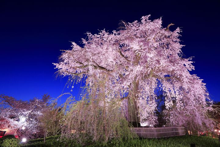 夜の空に浮かぶ桜