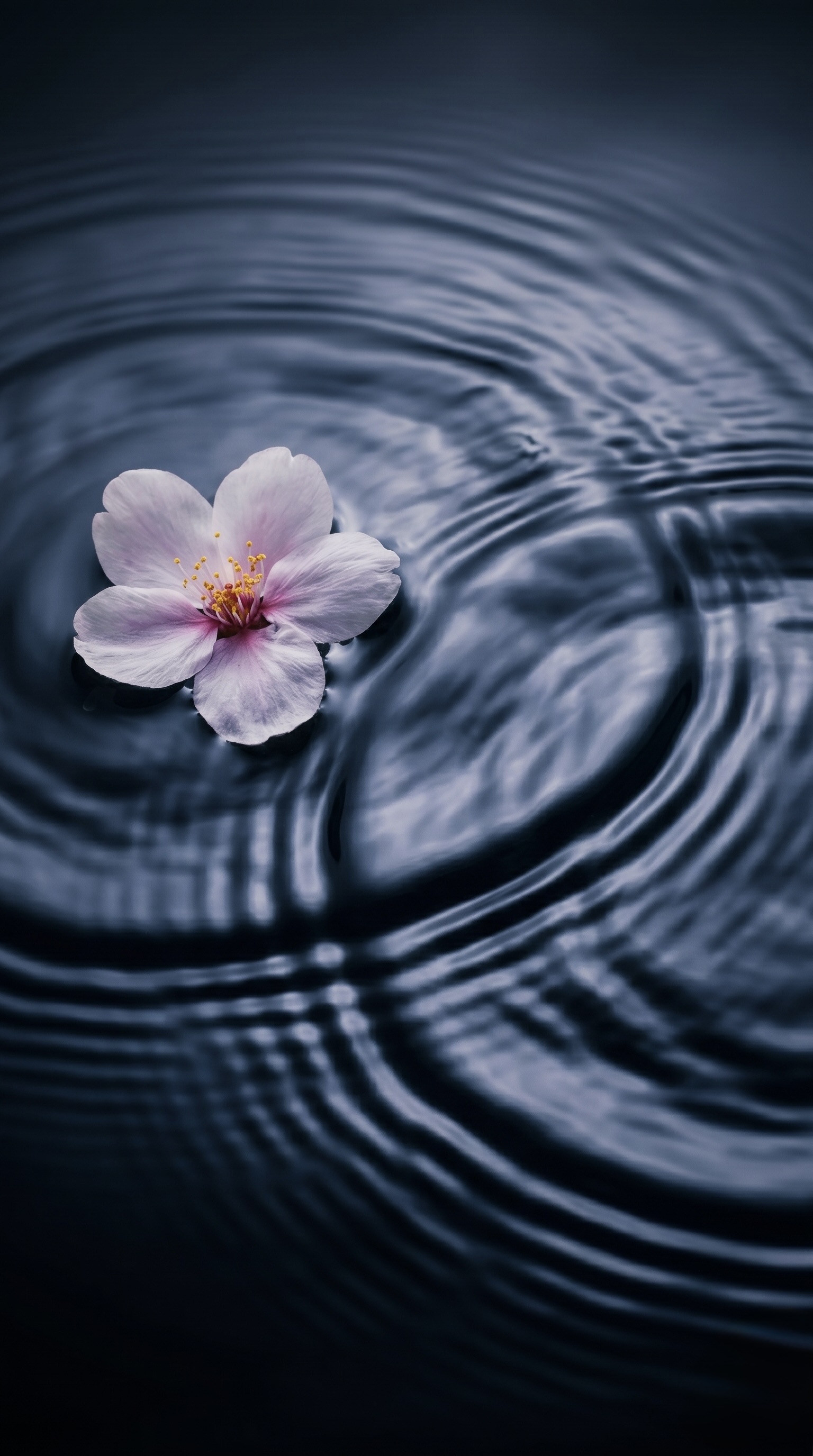 水面に浮かぶ一輪の桜