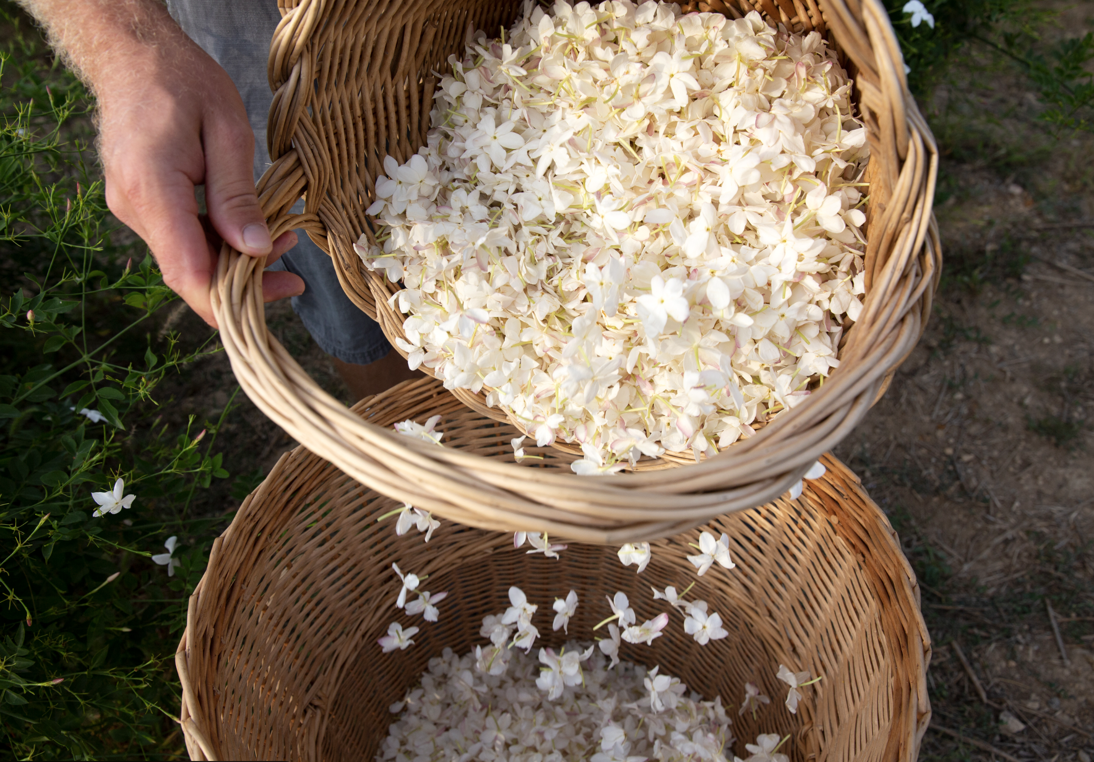 花を籠へ集める収穫の様子